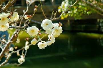 Delicate white flowers bloom on branches near a serene pond.