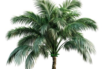 A single palm tree on a plain white background
