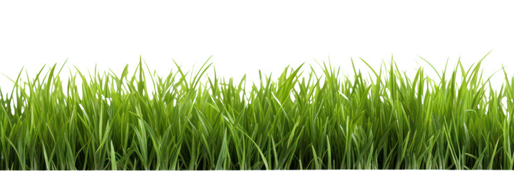 PNG Grass plant green lawn.