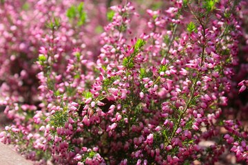 Vibrant pink heather flowers in full bloom
