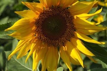 Close-up of a sunflower with bright yellow petals.