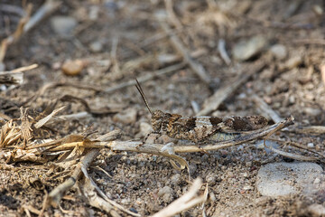 braune gut getarnter Grashüpfer