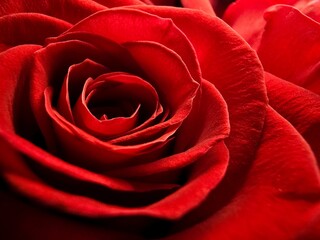 Red rose