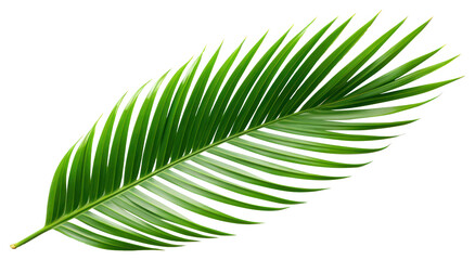 Obraz premium PNG Areca palm leaf plant green tree.