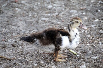 ave pato - anatidae