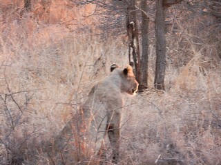 A lioness sits quietly in a dry, grassy landscape, surrounded by sparse trees at dusk.