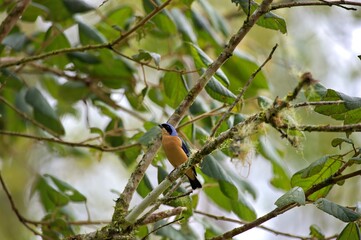 A colorful bird perched on a branch amidst lush green leaves.