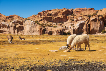 Llamas grazing in Las Rocas Valley, Bolivia