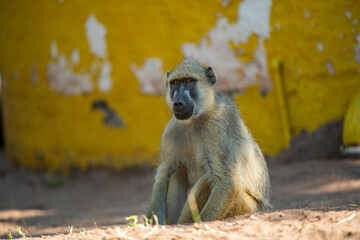 baboon sitting on a rock