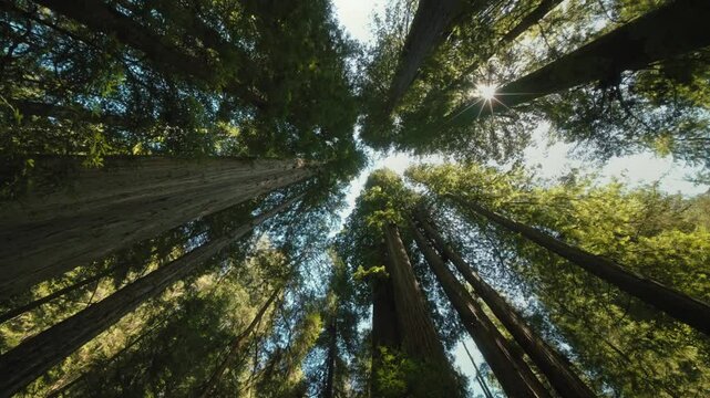 FLORESTA 