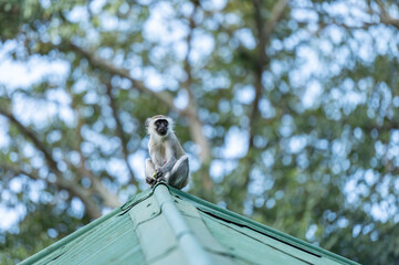 monkey on the roof