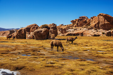 Llamas grazing in Las Rocas Valley, Bolivia