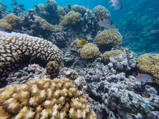 coral reef