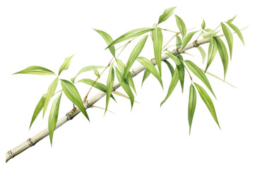 PNG Bamboo plant leaf tree.