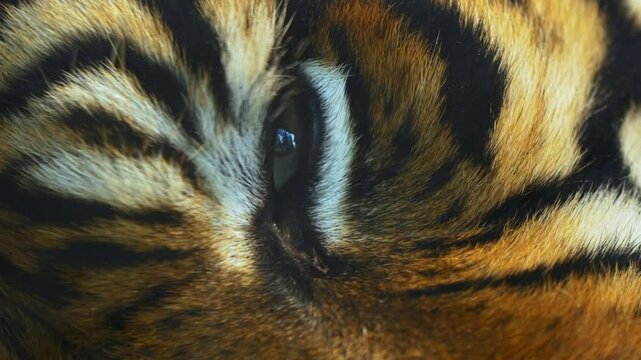 TIGRE