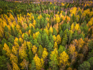 Colorful autumn forest with yellow, red, green colors. Beautiful nature of planet Earth.