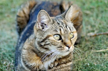 A close-up of a tabby cat with striking green eyes, resting on grass.