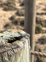 MALLORCA beaches travel towns markets formentera menorca spain