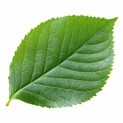 Obraz premium Close-Up of a Vibrant Green Leaf with Detailed Veins