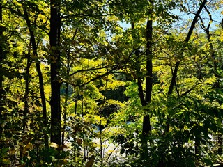 Obraz premium sun shining through the trees