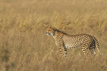Obraz premium A cheetah is standing in tall grass in the wild, generative ai image.,