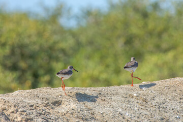 Common Redshank, Tringa totanus
