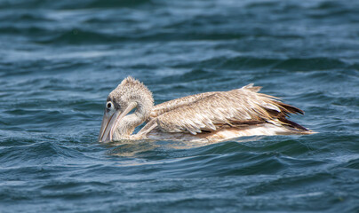 The spot-billed pelican (Pelecanus philippensis) or gray pelican