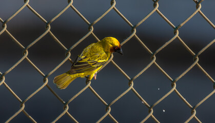 R&uuml;ppell's weaver (Ploceus galbula)