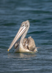 The spot-billed pelican (Pelecanus philippensis) or gray pelican