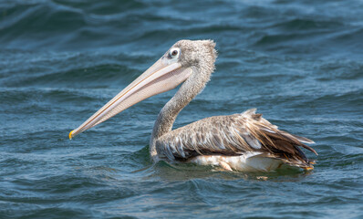 The spot-billed pelican (Pelecanus philippensis) or gray pelican
