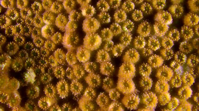 Texture of a colony of Galaxy coral (Galaxea fascicularis), close-up.