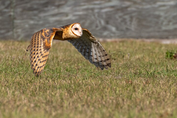 A lanky and wild barn owl flying low over a grassy green meadow. The fluffy bird of prey is hunting. It has a round head with a heart-shaped face. Its wings have a brown and white feathered pattern.