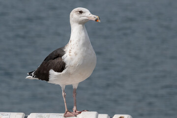 A large breeding adult great black backed. The body is stout with broad wings, a thick neck, and a heavy slightly bulbous bill. The back of the bird is dark gray with a white body with pink legs.