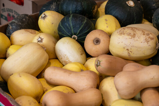 A bin of different types of squash for sale at a grocery store. The display includes butternut, honeynut, Cucurbita, delicata, and acorn squash. The raw vegetables have thick firm skin and are edible.