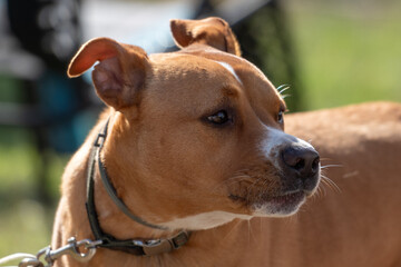 A Carolina dog or medium sized yellow dog sitting in a grassy meadow. The dixie dingo has a ginger colored short hair fur coat and broad snout. The pet has pointy ears and an athletic bushy body.