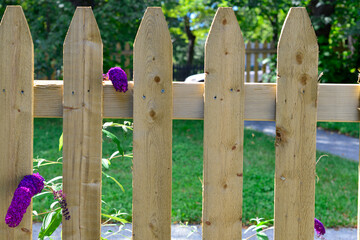 A natural wood picket fence with bright purple butterfly flowers poking through the pickets. It's a sunny day with a lush green grassy lawn behind the barrier with tall trees in a park-like setting. 