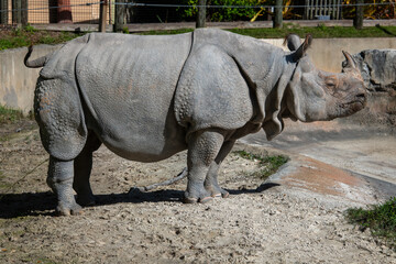 A Greater One-Horned rhino or Indian Rhinoceros lying in dirty mud. The large zoo mammal has a...