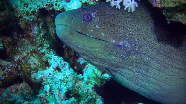 Close-up of the head of a Giant moray (Gymnothorax javanicus) peeking out of a hole in a coral reef.