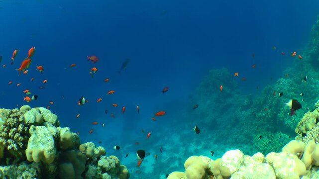 Fish Klunzinger's wrasse (Thalassoma rueppellii) against the backdrop of a coral reef and a school of Sea goldie (Pseudanthias squamipinnis), tripod.