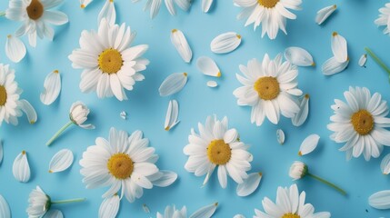 Obraz premium Floral frame background of Plain light blue paper structure background with blank copy space in the middle, on top of the background are smller and bigger daisy blossoms scatterd arround