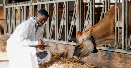 African American man veterinarian inspecting cow in dairy farm and use clipboard for control health of cattle, banner