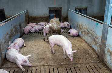 pigs in pen on organic farm in the netherlands