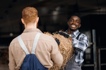 Fototapeta premium Uniformed workers work on farm preparing feed, two men carry bale of hay for cows to barn