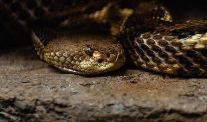 Close up of a Eastern diamondback rattlesnake

