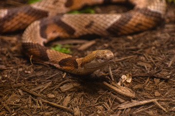 Close up of a Eastern Copperhead snake looking up 