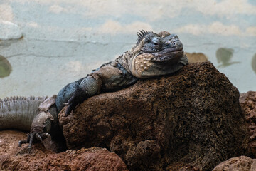 blue iguana resting on a rock