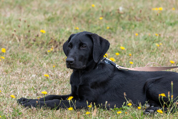 Close up portrait of a cute black Labrador puppy
