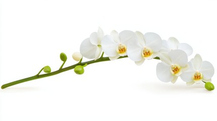 Obraz premium Elegant White Orchid Blossom on a Simple Background
