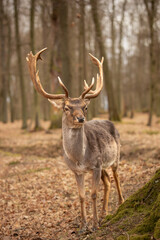 Vertical Portrait of Common Fallow Deer in Blatna Park. Adorable Buck with Antlers in Autumn Czech Republic.