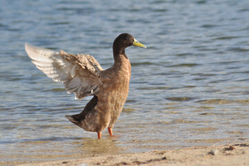 Wild duck on the river bank with open wings, natural environment